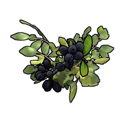 Black Berry Clone