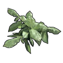 Potato Clone
