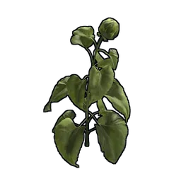 Sunflower Clone